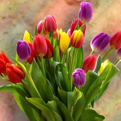 tulips-3373727_640