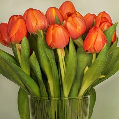 tulips-6853535_640